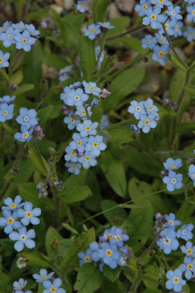 Forget-Me-Not, Blue