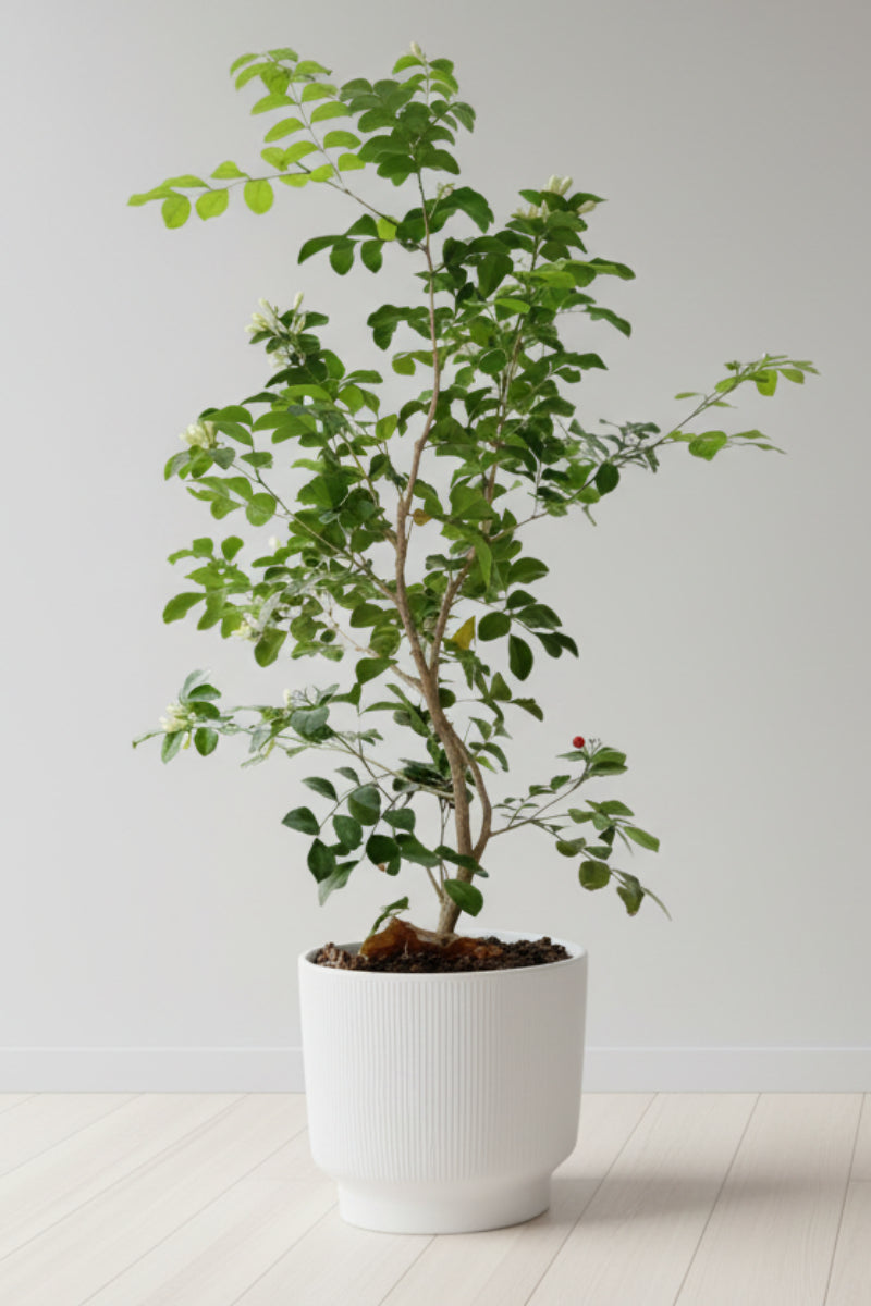 Citrus, Orange Jasmine Lakeview 14