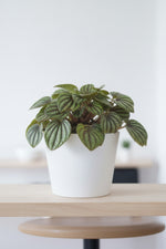 Peperomia, Piccalo Banda 4"