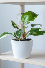 Philodendron, White Princess 4"
