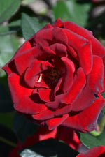 Rose, Dancing in the Dark