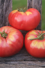 Seed Savers Peg O' My Heart Tomato