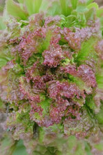 Seed Savers Amerikanischer Braun Organic Lettuce