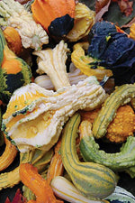 Seed Savers Autumn Wings Gourd