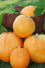 Seed Savers Big Max Pumpkin Squash