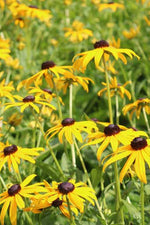 Seed Savers Black-Eyed Susan