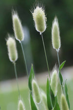 Seed Savers Bunny Tails Flower