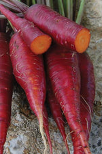Seed Savers Dragon Carrot