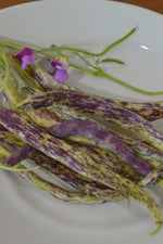 Seed Savers Dragon's Tongue Bean