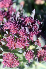 Seed Savers Early Purple Sprouting Broccoli