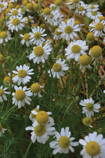 Seed Savers German Chamomile