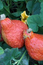 Seed Savers Golden Hubbard Squash