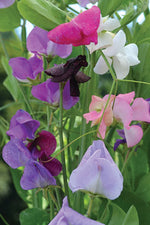 Seed Savers Grandiflora Sweet Pea Mix