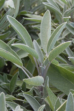 Seed Savers Green Culinary Sage