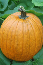 Seed Savers Howden Pumpkin Squash