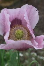 Seed Savers Hutterite Breadseed Poppy Flower