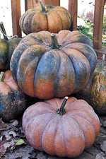 Seed Savers Musquee de Provence Squash