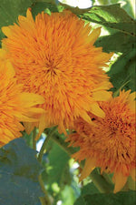 Seed Savers Orange Sun Sunflower
