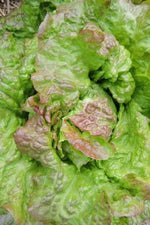 Seed Savers All Cream Organic Lettuce
