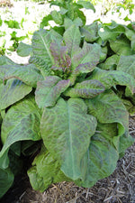 Seed Savers Cracoviensis Celtuce