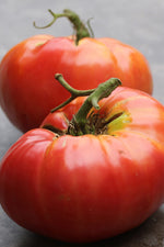 Seed Savers Dester Organic Tomato