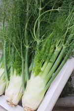 Seed Savers Florence Organic Fennel