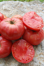 Seed Savers German Pink Organic Tomato
