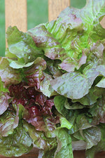 Seed Savers Honsesalat Lettuce