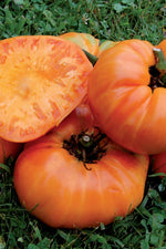 Seed Savers Kellogg's Breakfast Organic Tomato