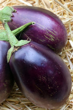 Seed Savers Morden Midget Eggplant