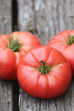 Seed Savers Oma's Pink Organic Tomato