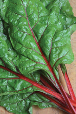 Seed Savers Rhubarb Red Swiss Organic Chard