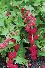 Seed Savers Strawberry Spinach