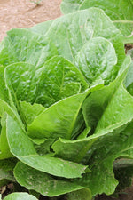 Seed Savers Verte Mar Organic Lettuce