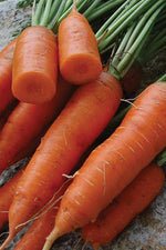 Seed Savers Red Cored Chantenay Carrot