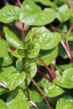 Seed Savers Red Malabar Spinach