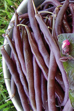 Seed Savers Royalty Purple Pod Bean
