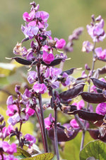 Seed Savers Ruby Moon Hyacinth Bean