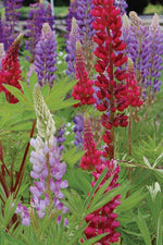 Seed Savers Tall Russell Lupine