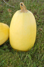 Seed Savers Spaghetti Squash