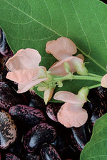 Seed Savers Sunset Runner Bean