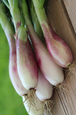 Seed Savers Zebrune Shallot