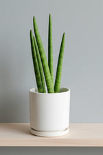 Snake Plant, Dragon Fingers 4"