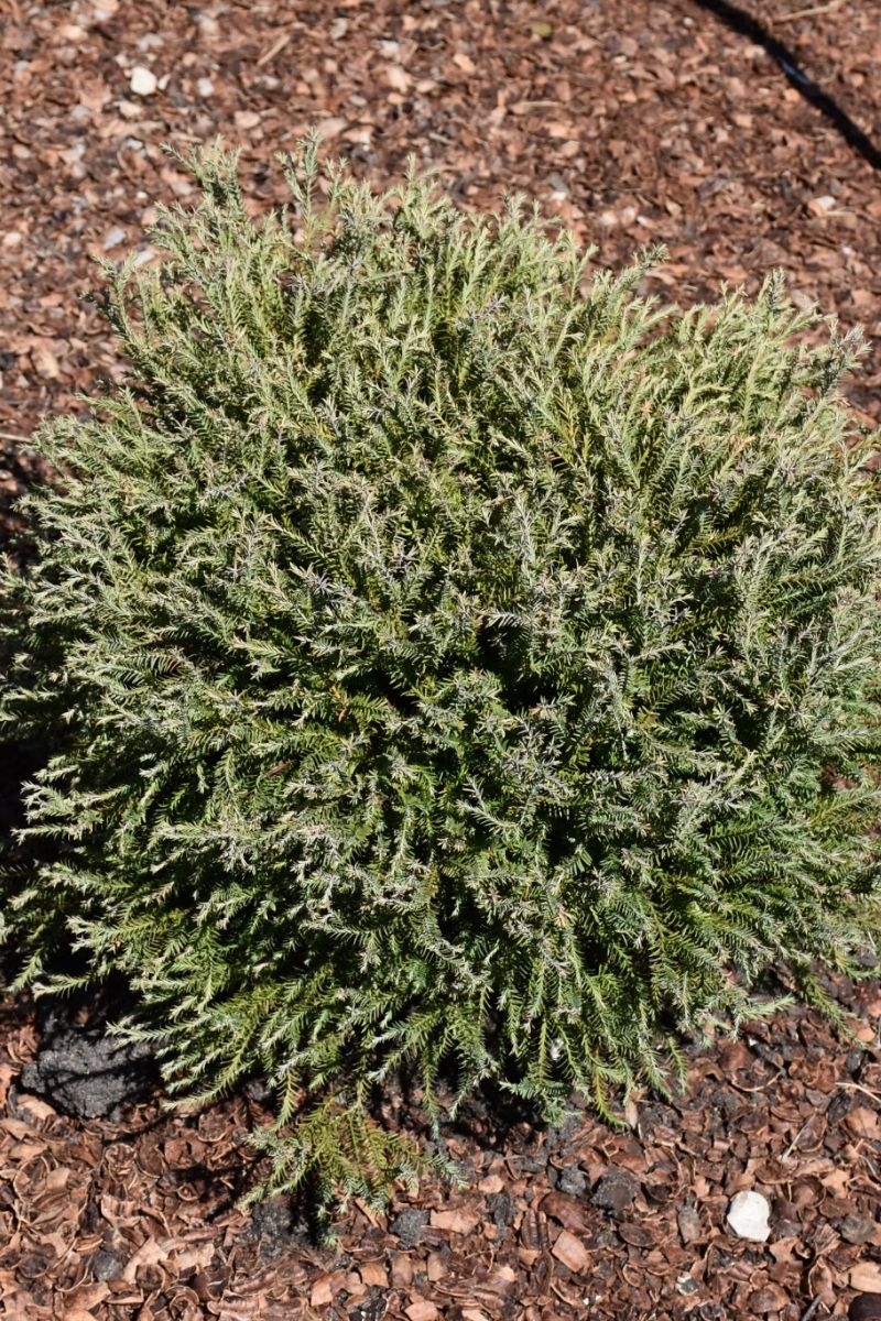 Arborvitae, Pancake – Chalet
