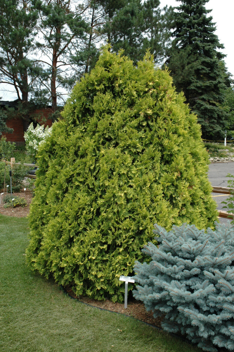 Arborvitae, Sunkist – Chalet
