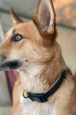 Up Country Bamboo Dog Collar Medium Wide Black & Tan