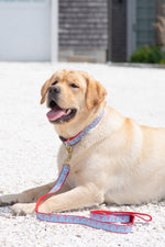 Up Country Party in the USA Collar Medium Wide