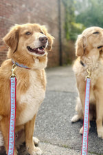 Up Country Party in the USA Dog Lead 5' Wide