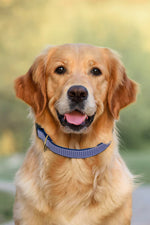 Up Country Purple Gingham Collar Large