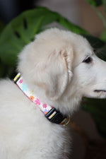 Up Country Spring Fever Large Collar